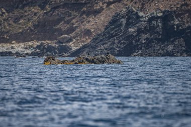 La Galite Adaları, Kuzey Tunus, Ağustos 2020