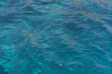 La Galite Adaları, Kuzey Tunus, Ağustos 2020