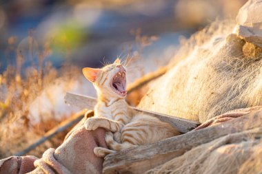 Tunus kıyıları, Tabarka Bölgesi