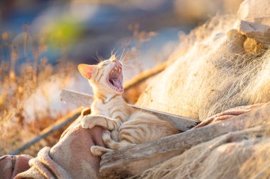 Tunus kıyıları, Tabarka Bölgesi