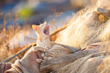 Tunus kıyıları, Tabarka Bölgesi