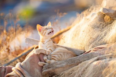 Tunus kıyıları, Tabarka Bölgesi