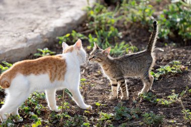 Tunus kıyıları, Tabarka Bölgesi
