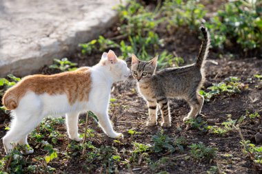 Tunus kıyıları, Tabarka Bölgesi
