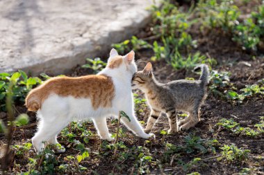 Tunus kıyıları, Tabarka Bölgesi