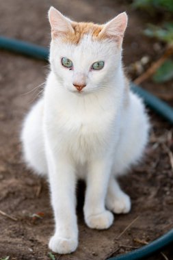 Tunus kıyıları, Tabarka Bölgesi