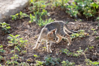 Tunus kıyıları, Tabarka Bölgesi