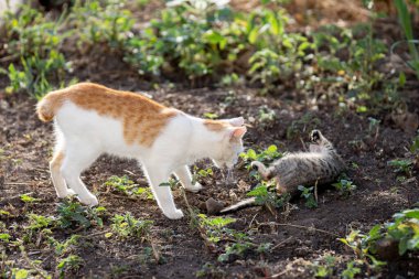 Tunus kıyıları, Tabarka Bölgesi