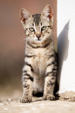 Tunus kıyıları, Tabarka Bölgesi