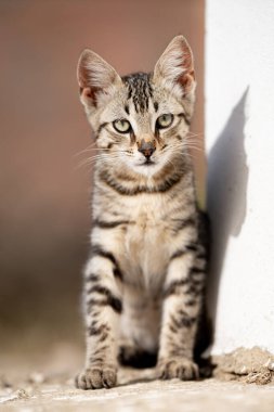 Tunus kıyıları, Tabarka Bölgesi