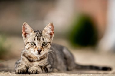 Tunus kıyıları, Tabarka Bölgesi