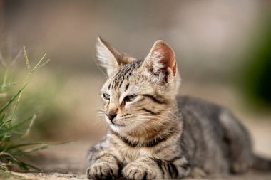 Tunus kıyıları, Tabarka Bölgesi