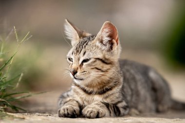 Tunus kıyıları, Tabarka Bölgesi