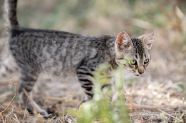 Tunus kıyıları, Tabarka Bölgesi