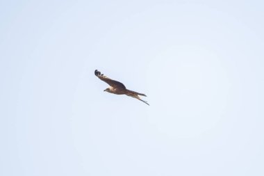 Tunus kuşu- Jughurta Masası