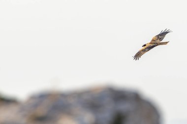 Tunus kuşu- Jughurta Masası