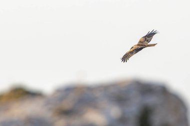 Tunus kuşu- Jughurta Masası