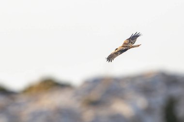 Tunus kuşu- Jughurta Masası