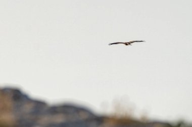 Tunus kuşu- Jughurta Masası