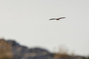 Tunus kuşu- Jughurta Masası