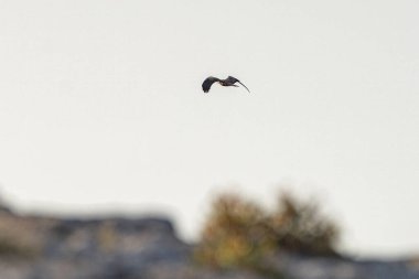 Tunus kuşu- Jughurta Masası