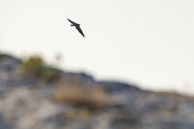 Tunus kuşu- Jughurta Masası