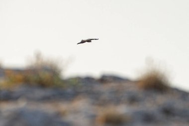 Tunus kuşu- Jughurta Masası