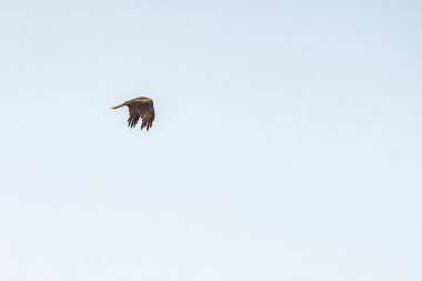 Tunus kuşu- Jughurta Masası