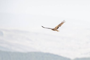 Tunus kuşu- Jughurta Masası