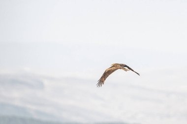 Tunus kuşu- Jughurta Masası