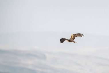 Tunus kuşu- Jughurta Masası