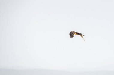 Tunus kuşu- Jughurta Masası