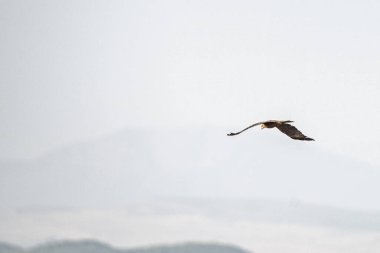 Tunus kuşu- Jughurta Masası