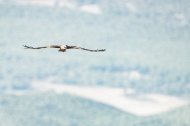 Tunus kuşu- Jughurta Masası