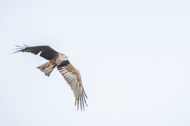 Tunus kuşu- Jughurta Masası