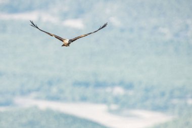 Tunus kuşu- Jughurta Masası