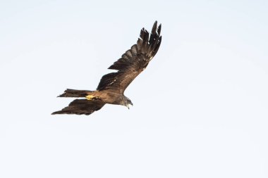 Tunus kuşu- Jughurta Masası