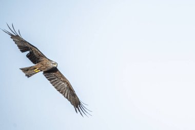 Tunus kuşu- Jughurta Masası