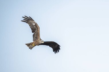 Tunus kuşu- Jughurta Masası