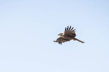 Tunus kuşu- Jughurta Masası
