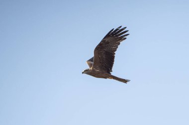 Tunus kuşu- Jughurta Masası
