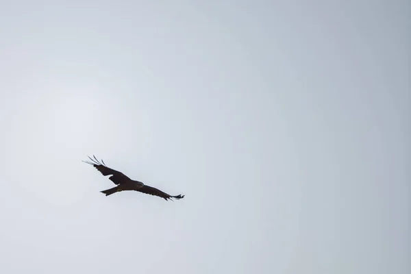 Aves Tunisinas Tabela Jughurta — Fotografia de Stock