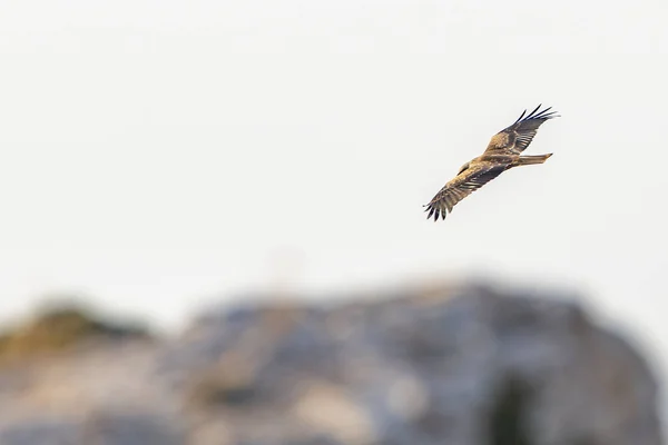 Tunus kuşu- Jughurta Masası