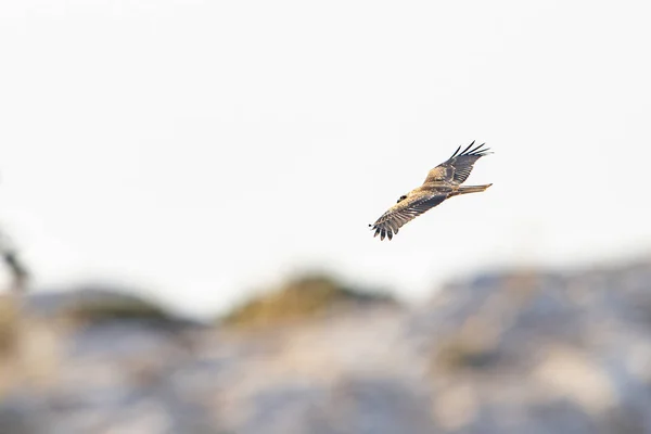 Tunesische Vogelwelt Table Jughurta — Stockfoto