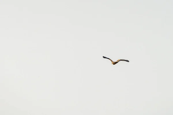 Туніський Пташиний Стіл Джугурті — стокове фото