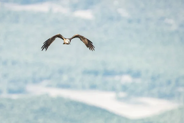 Aves Tunisinas Tabela Jughurta — Fotografia de Stock