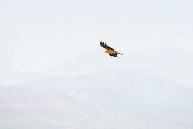 Tunus kuşu- Jughurta Masası