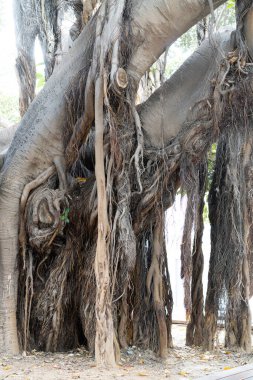 Tunus manzarası, Tunus 'un başkenti