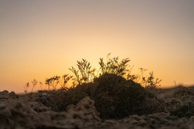 Kumsalda sabah ve gün doğumu - Kuzey Tunus