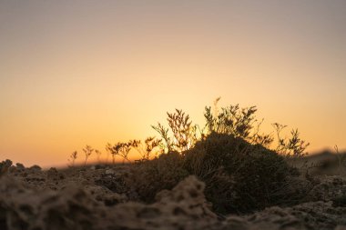 Kumsalda sabah ve gün doğumu - Kuzey Tunus